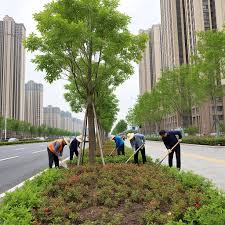 贝博艾佛森 丽水城市绿化带种植什么植物比较好